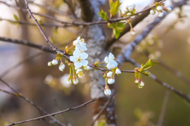 Cherry blossoms in spring park. Beautiful tree branches with white flowers in warm sunset light.