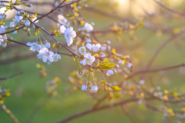 Cherry blossoms in spring park. Beautiful tree branches with white flowers in warm sunset light.