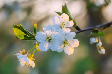 Cherry blossoms in spring park. Beautiful tree branches with white flowers in warm sunset light.