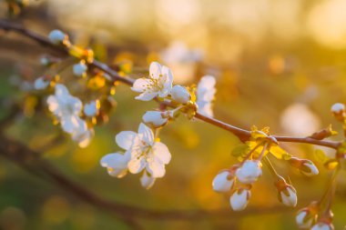 Cherry blossoms in spring park. Beautiful tree branches with white flowers in warm sunset light.