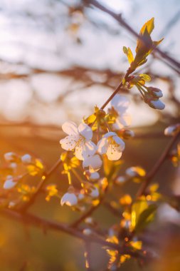 Cherry blossoms in spring park. Beautiful tree branches with white flowers in warm sunset light.