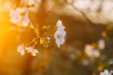 Cherry blossoms in spring park. Beautiful tree branches with white flowers in warm sunset light.