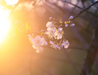 Cherry blossoms in spring park. Beautiful tree branches with white flowers in warm sunset light.