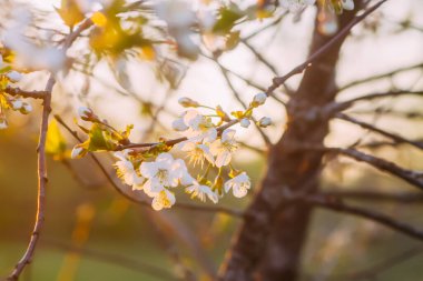 Cherry blossoms in spring park. Beautiful tree branches with white flowers in warm sunset light.