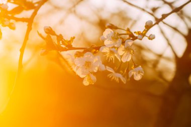 Cherry blossoms in spring park. Beautiful tree branches with white flowers in warm sunset light.