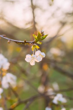 Cherry blossoms in spring park. Beautiful tree branches with white flowers in warm sunset light.