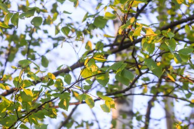 White bird cherry blossoms in spring park. Beautiful nature background. Springtime in countryside.
