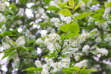 White bird cherry blossoms in spring park. Beautiful nature background. Springtime in countryside.