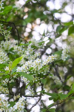 White bird cherry blossoms in spring park. Beautiful nature background. Springtime in countryside.