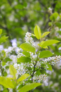 White bird cherry blossoms in spring park. Beautiful nature background. Springtime in countryside.