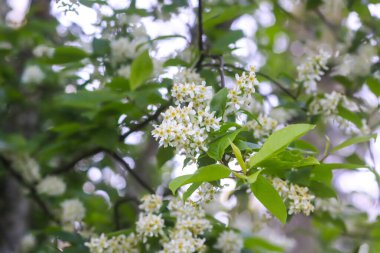 White bird cherry blossoms in spring park. Beautiful nature background. Springtime in countryside.