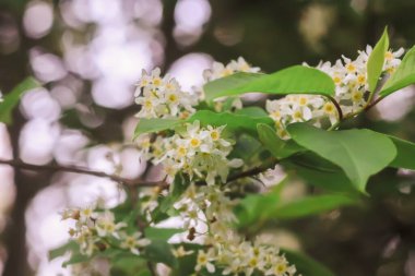 White bird cherry blossoms in spring park. Beautiful nature background. Springtime in countryside.