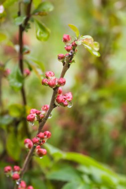 Cydonia or chaenomeles japonica or superba plant blossoms in spring park. Beautiful nature background. Springtime in countryside.