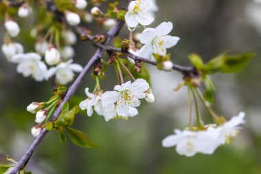 White cherry blossoms in spring park. Beautiful nature background. Springtime in countryside.