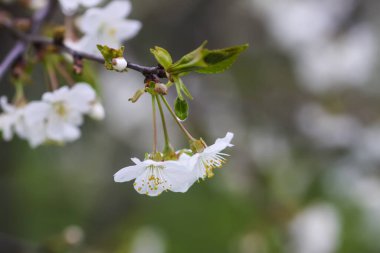 White cherry blossoms in spring park. Beautiful nature background. Springtime in countryside.