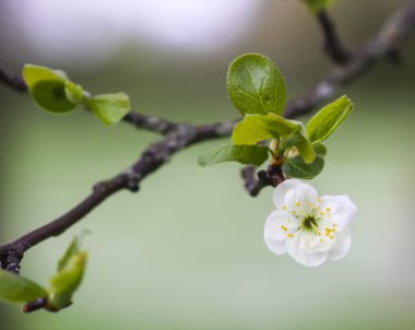 White plum tree blossoms in spring park. Beautiful nature background. Springtime in countryside.