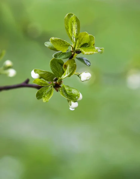 Біле Сливове Дерево Цвіте Весняному Парку Прекрасний Фон Природи Весна — стокове фото