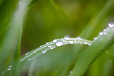 Su damlaları olan yeşil çimenlere yakın çekim. Yaz tarlasında sabah çiği.