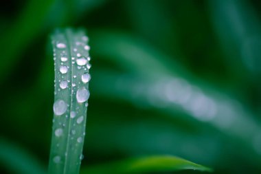 Su damlaları olan yeşil çimenlere yakın çekim. Yaz tarlasında sabah çiği.