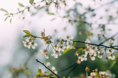 White cherry blossoms in spring park. Beautiful nature background. Springtime in countryside.