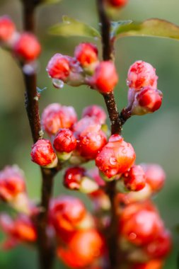 Flowering Cydonia plant. Red spring flowers of Japanese quince