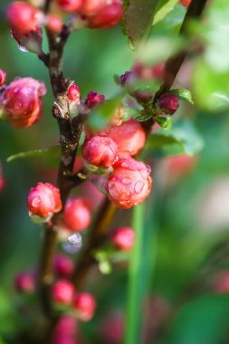 Flowering Cydonia plant. Red spring flowers of Japanese quince