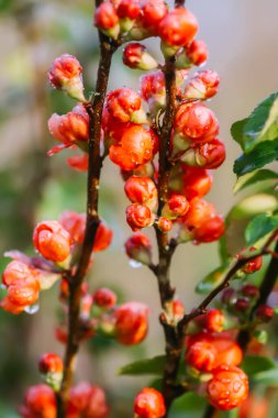 Flowering Cydonia plant. Red spring flowers of Japanese quince
