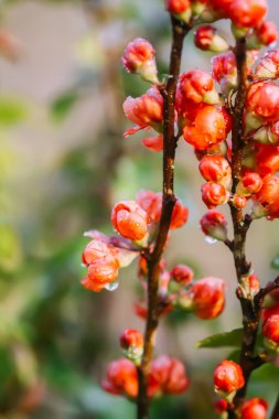 Flowering Cydonia plant. Red spring flowers of Japanese quince