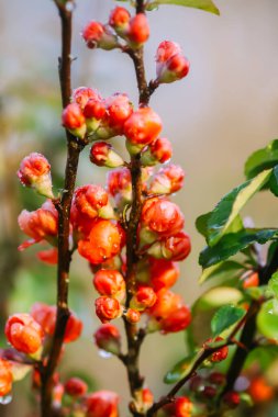 Flowering Cydonia plant. Red spring flowers of Japanese quince