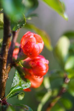 Flowering Cydonia plant. Red spring flowers of Japanese quince