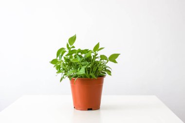 Homemade potted plant. Green branches with leaves in the handmade ceramic flower pot.