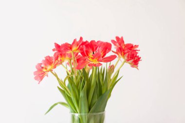 Red tulips. Beautiful flowers on soft light background. Floral composition in a glass vase in minmalistic interior.