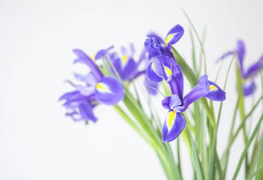 Purple iris flowers. Beautiful bouquet n soft white background.
