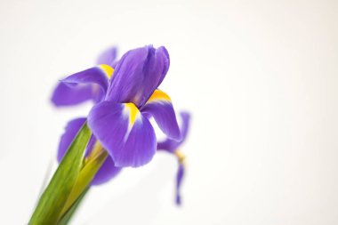 Purple iris flowers. Beautiful bouquet n soft white background.