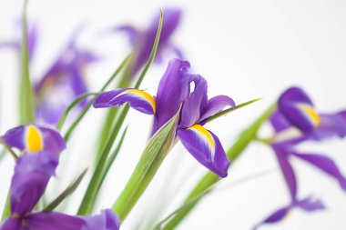 Purple iris flowers. Beautiful bouquet n soft white background.