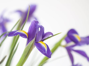 Purple iris flowers. Beautiful bouquet n soft white background.