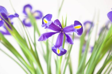 Purple iris flowers. Beautiful bouquet n soft white background.