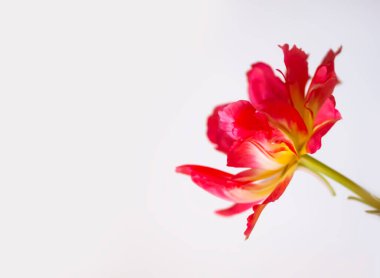 Red tulips. Beautiful flower on soft light background.