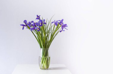 Mor iris çiçeği beyaz zemin üzerine