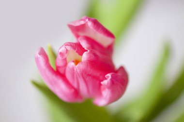 Pink tulip flowers. Beautiful spring floral composition. Romantic background with flowers.