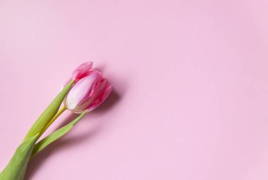 Pink tulip flowers. Beautiful spring floral composition. Romantic background with flowers.