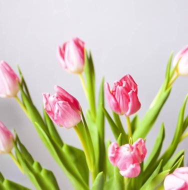 Pink tulip flowers. Beautiful spring floral composition. Romantic background with flowers.