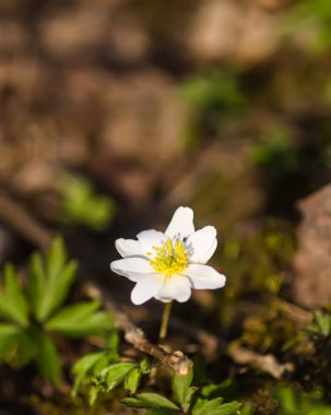 Anemone nemorosa in a wild spring forest. Beautiful white wildflowers.