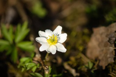Anemone nemorosa in a wild spring forest. Beautiful white wildflowers.