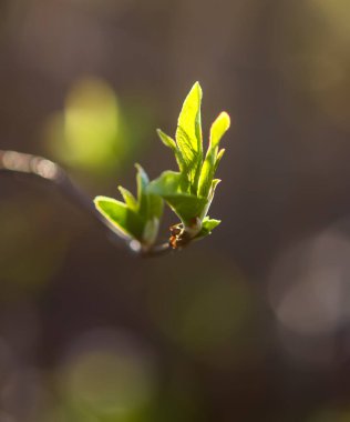 Tree branches in spring park.