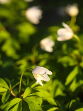 Anemone nemorosa in a wild spring forest. Beautiful white wildflowers.
