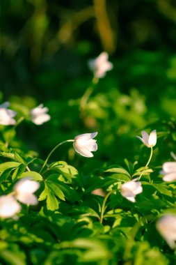 Anemone nemorosa in a wild spring forest. Beautiful white wildflowers.
