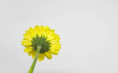Gerbera daisy single yellow flower on soft light background.