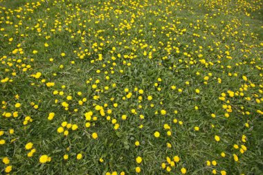 Yellow dandelions on meadow in sunlight. Beauty of nature. Wildflowers in sunlight.