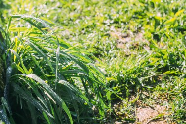 Güneş ışığında taze çimen